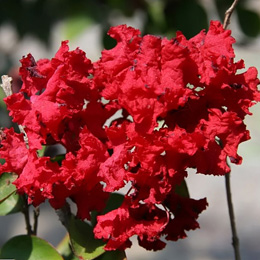 Myrtle, crape red